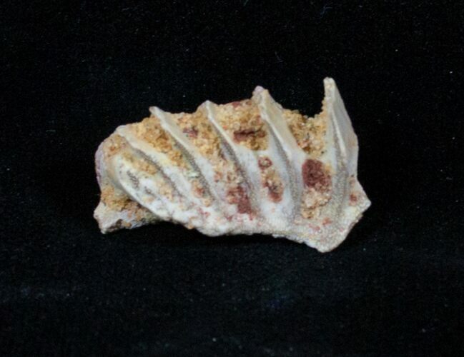 Ceratodus Tooth Plate - Extinct Lungfish #3204